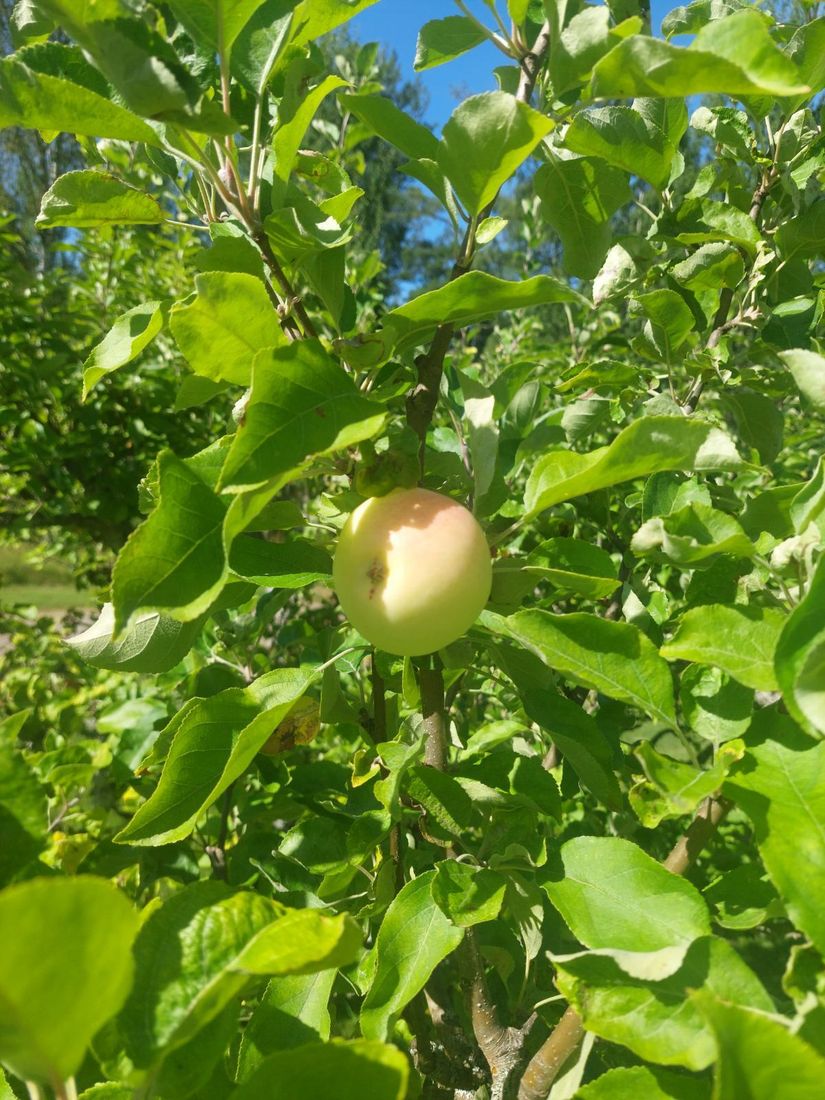 Villa, Ådala Björkbacka 1, Ydre