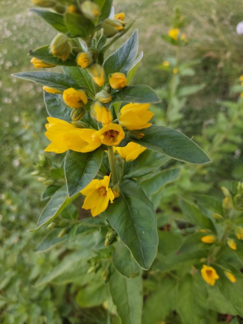 Villa, Ådala Björkbacka 1, Ydre