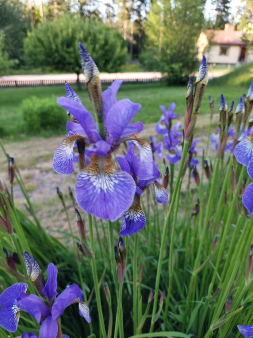 Villa, Ådala Björkbacka 1, Ydre