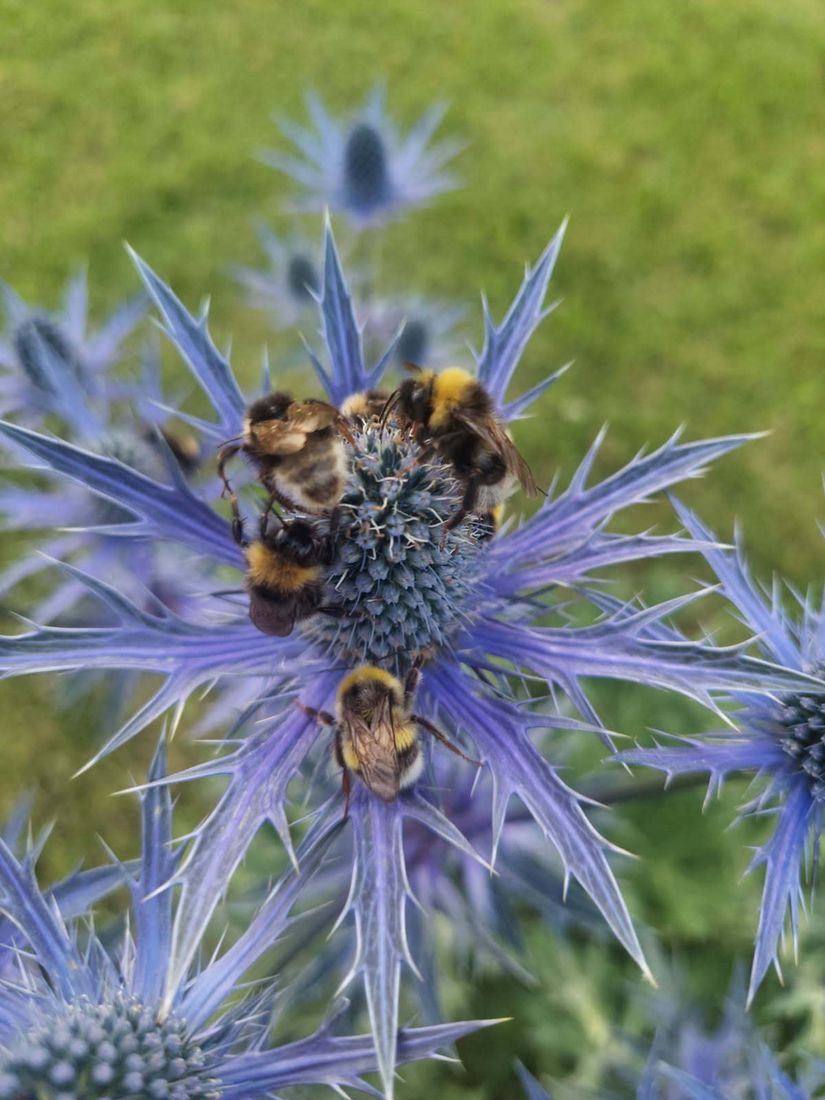 Villa, Ådala Björkbacka 1, Ydre