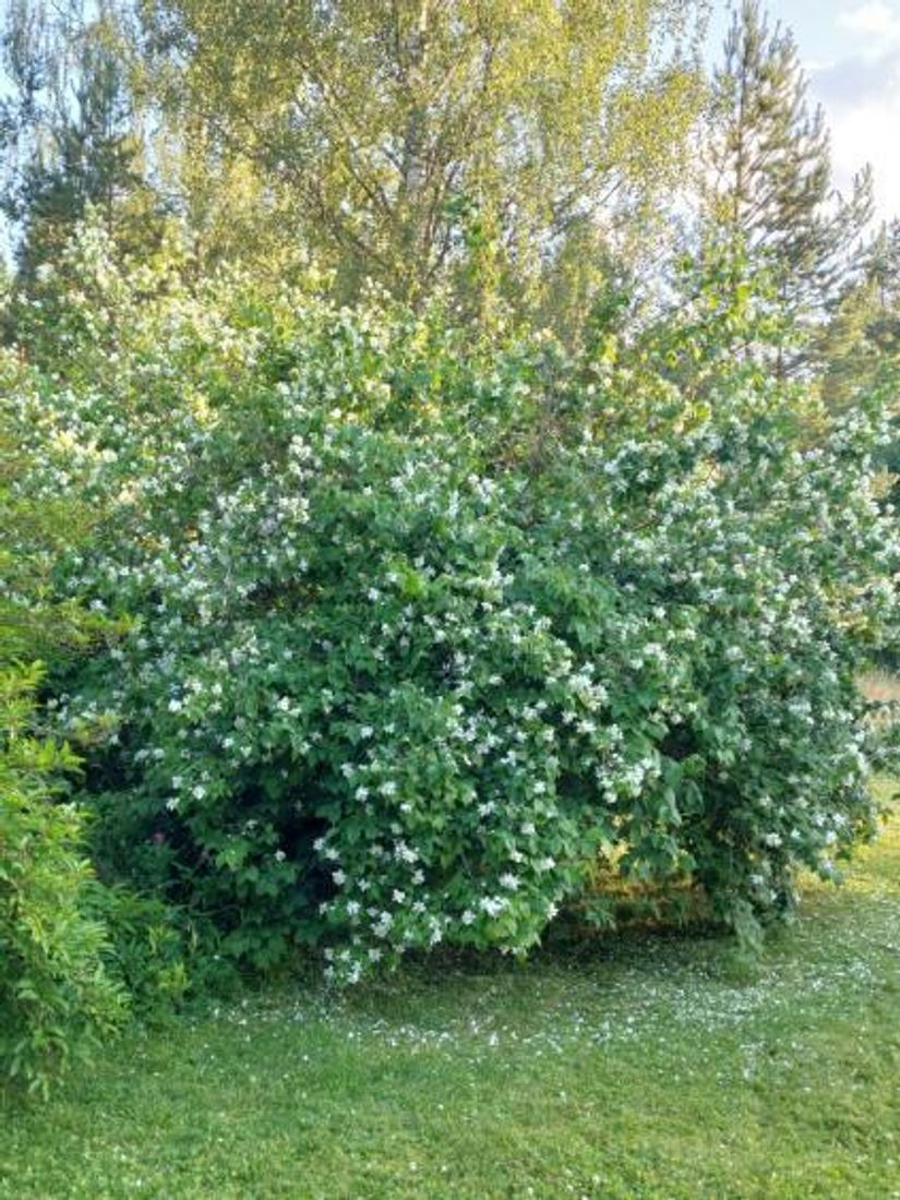 Villa, Ådala Björkbacka 1, Ydre