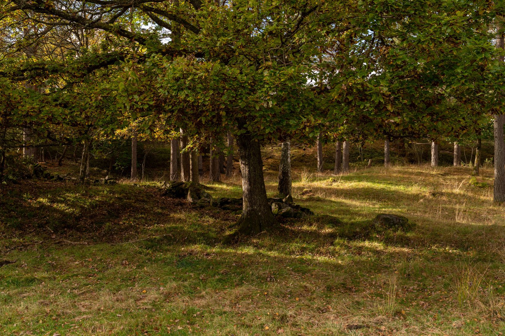 Gård/Skog, Lysekil Grönskult 1:9 och Lysekil Näreby 1:12, Skaftö, Lysekil