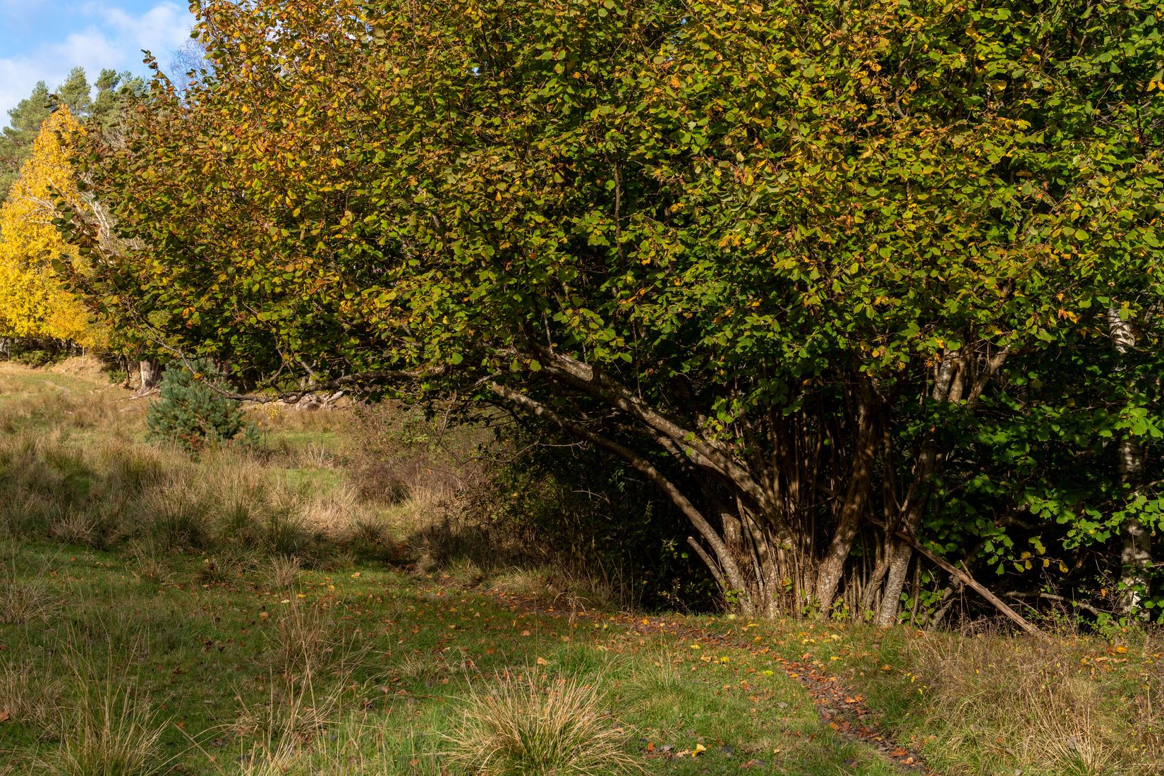 Gård/Skog, Lysekil Grönskult 1:9 och Lysekil Näreby 1:12, Skaftö, Lysekil