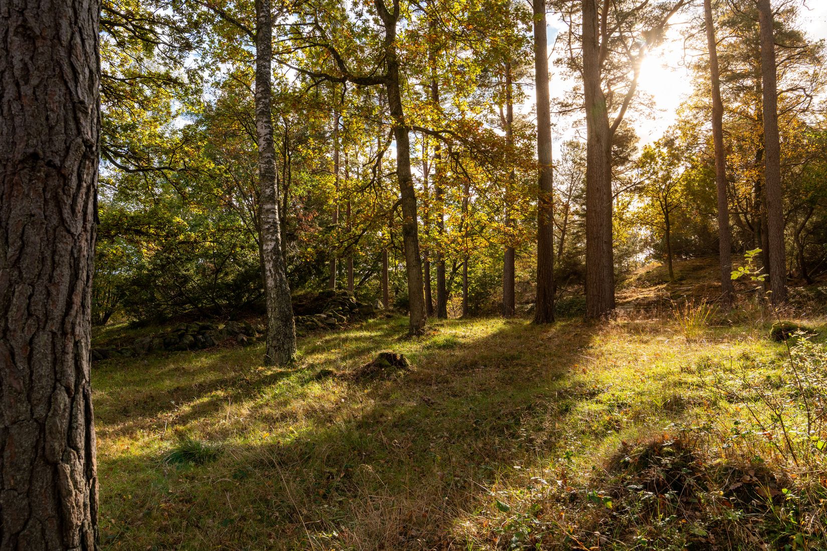 Gård/Skog, Lysekil Grönskult 1:9 och Lysekil Näreby 1:12, Skaftö, Lysekil