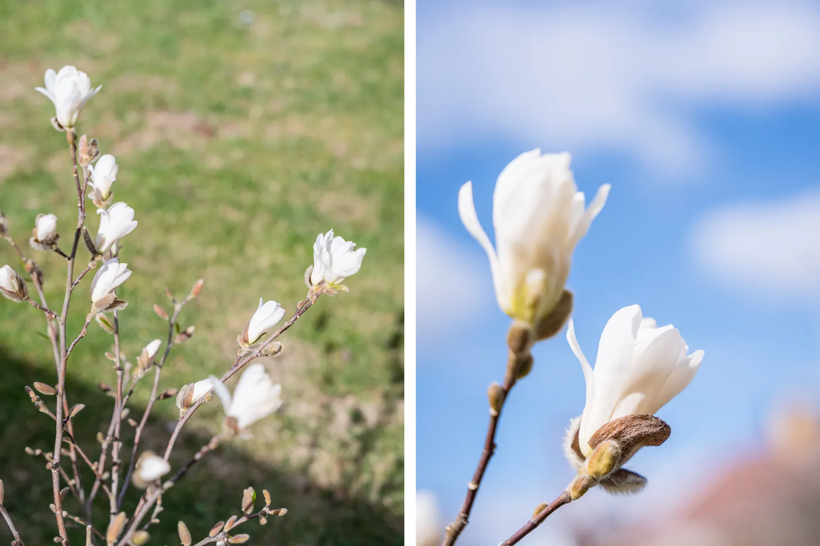 Villa, Heleneborgsgatan 13, Hallberga, Norrköping