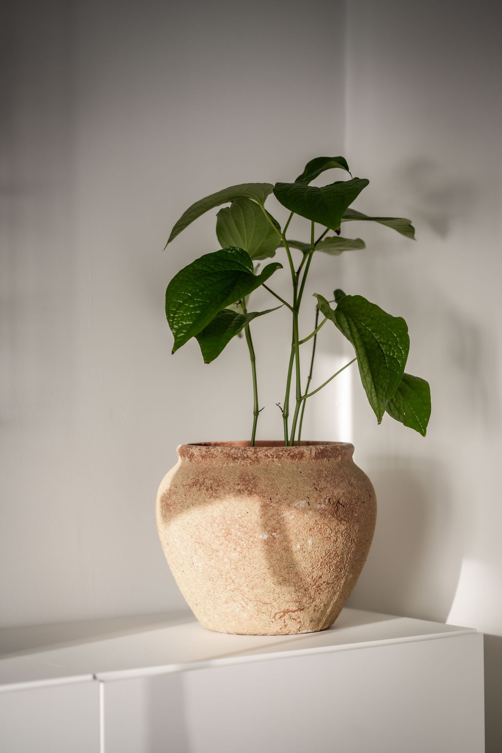 Bostadsrätt, Fjällgatan 31, Tullen, Borås