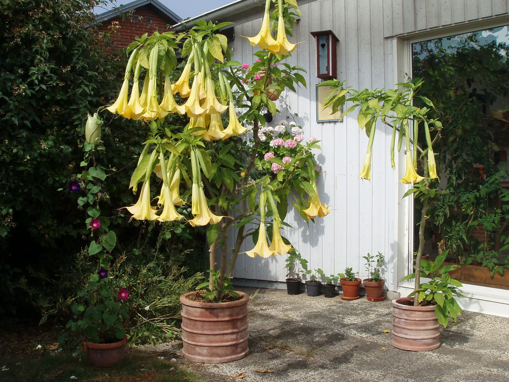 Villa, Lövsångarevägen 3, Simrishamn