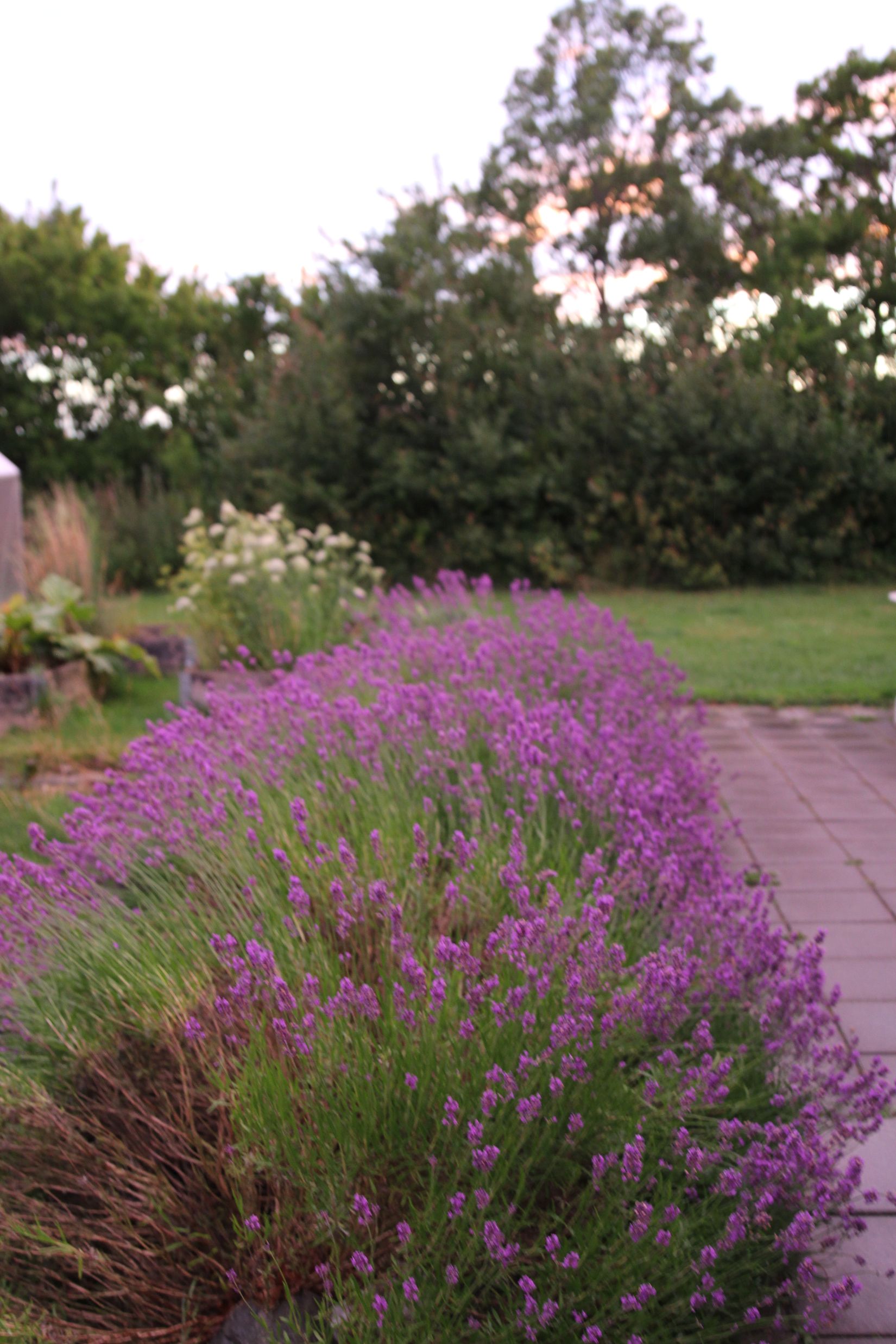 Villa, Skivarp 431, Dybäck, Skurup