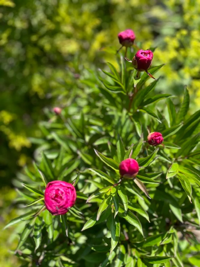 Bostadsrätt, Radhus, Grindstolpen 45, Grinden, Kungälv