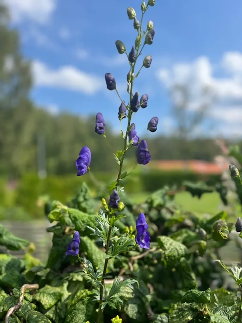 Bostadsrätt, Radhus, Grindstolpen 45, Grinden, Kungälv