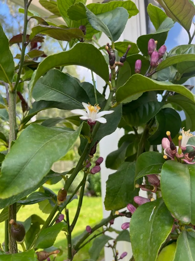 Bostadsrätt, Radhus, Grindstolpen 45, Grinden, Kungälv