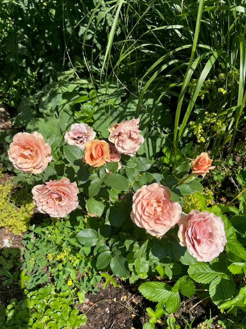 Bostadsrätt, Radhus, Grindstolpen 45, Grinden, Kungälv