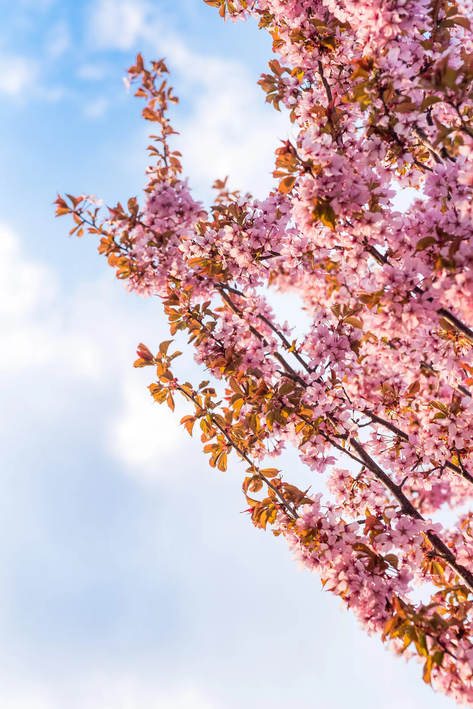 Bostadsrätt, Nanna Svartz gata 9, Vallastaden, Linköping