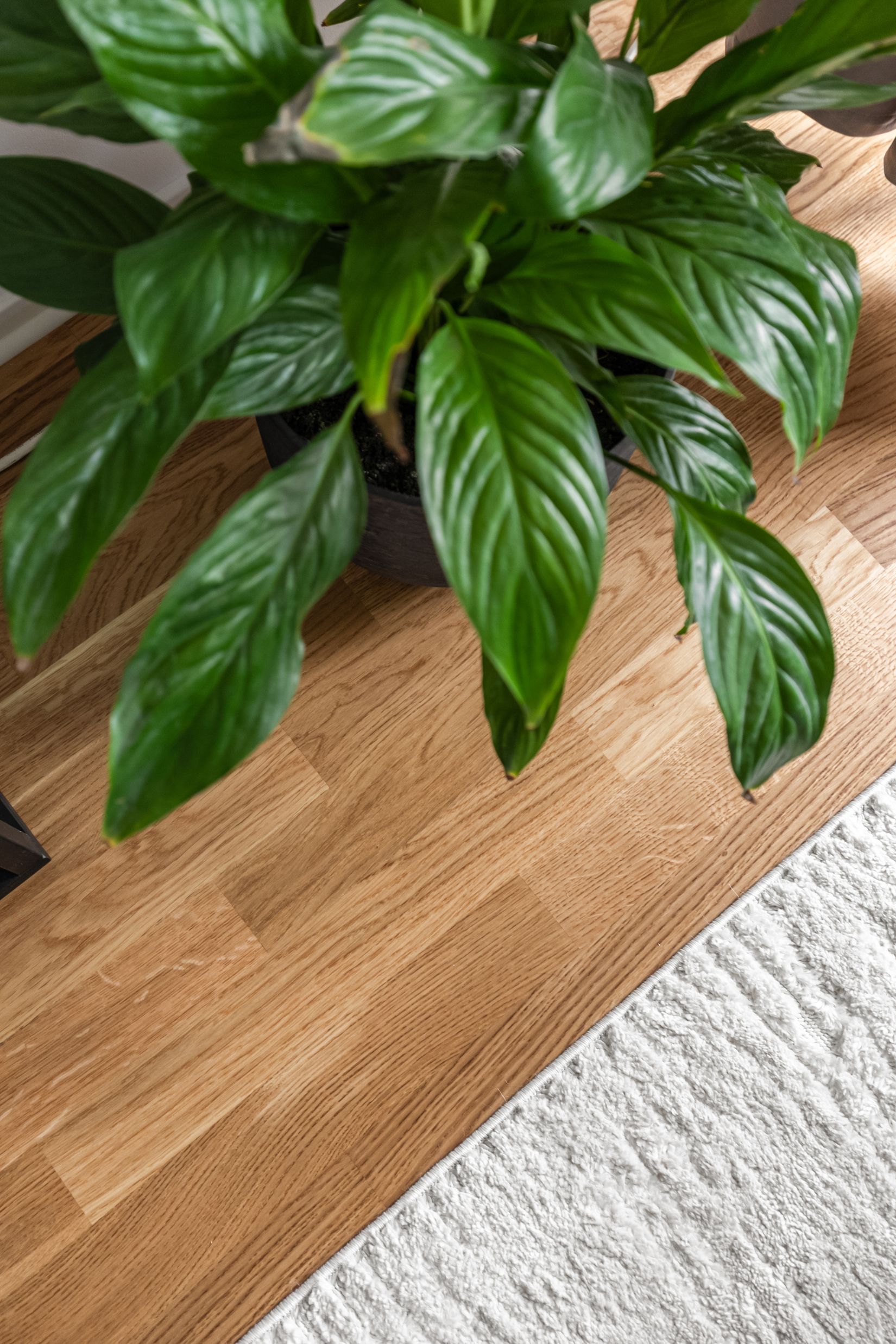 Bostadsrätt, Branteviksgatan 6B, Östra Sorgenfri, Malmö