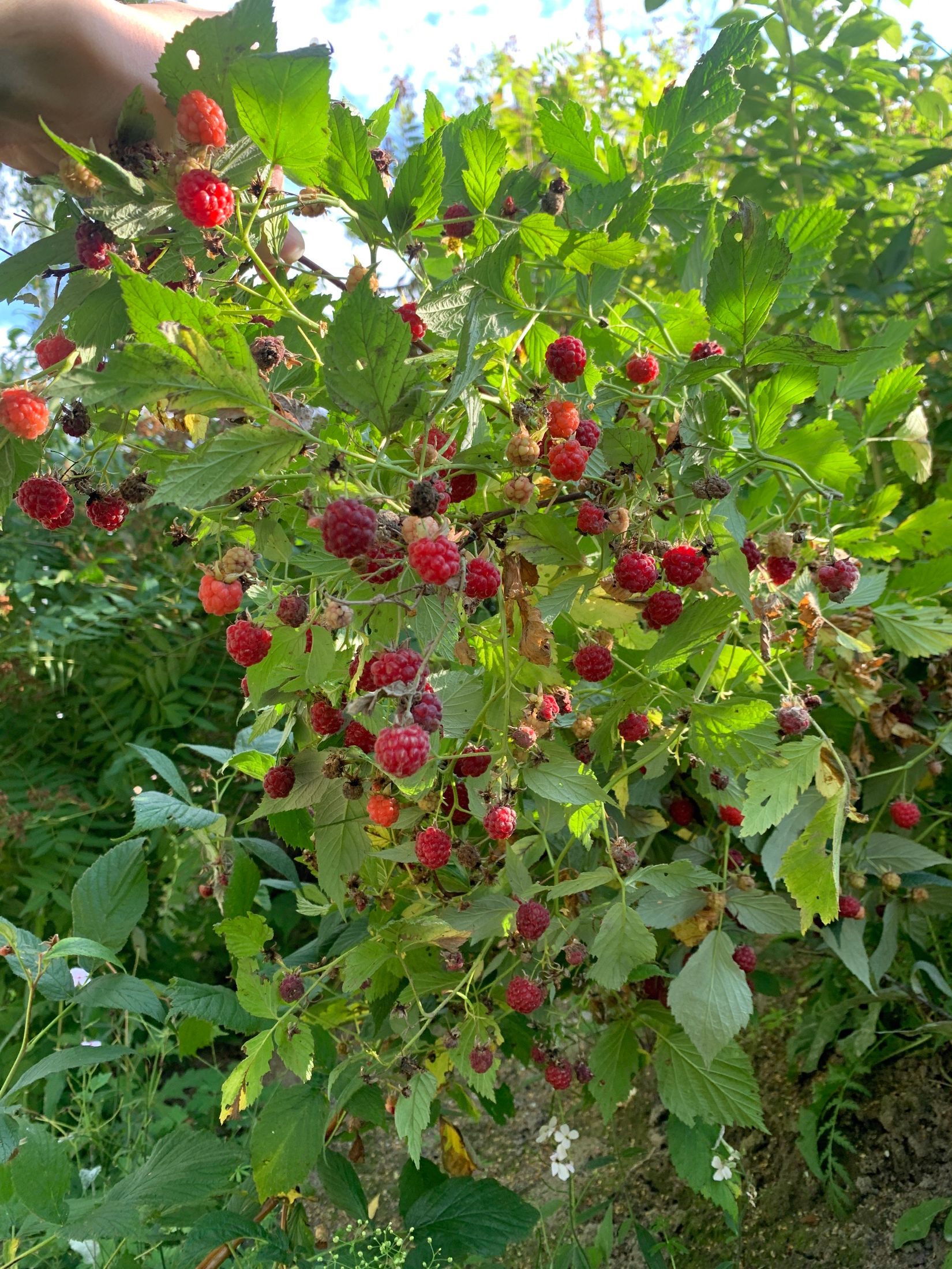 Villa, Gammelvägen 100, Ramvik, Härnösand