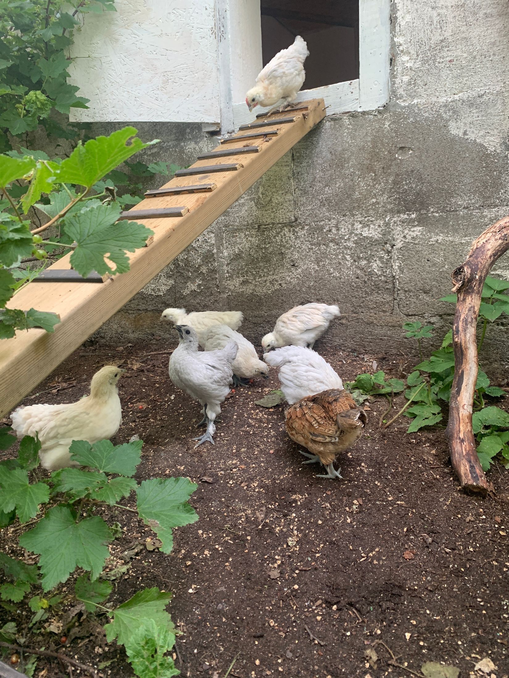 Villa, Gammelvägen 100, Ramvik, Härnösand