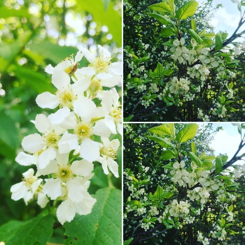 Villa, Gamla Ådalsvägen 144, Bondsjöhöjden, Härnösand