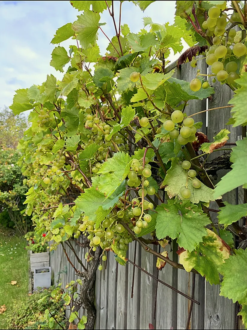 Villa, Gullkragegatan 24, Tygelsjö, Malmö