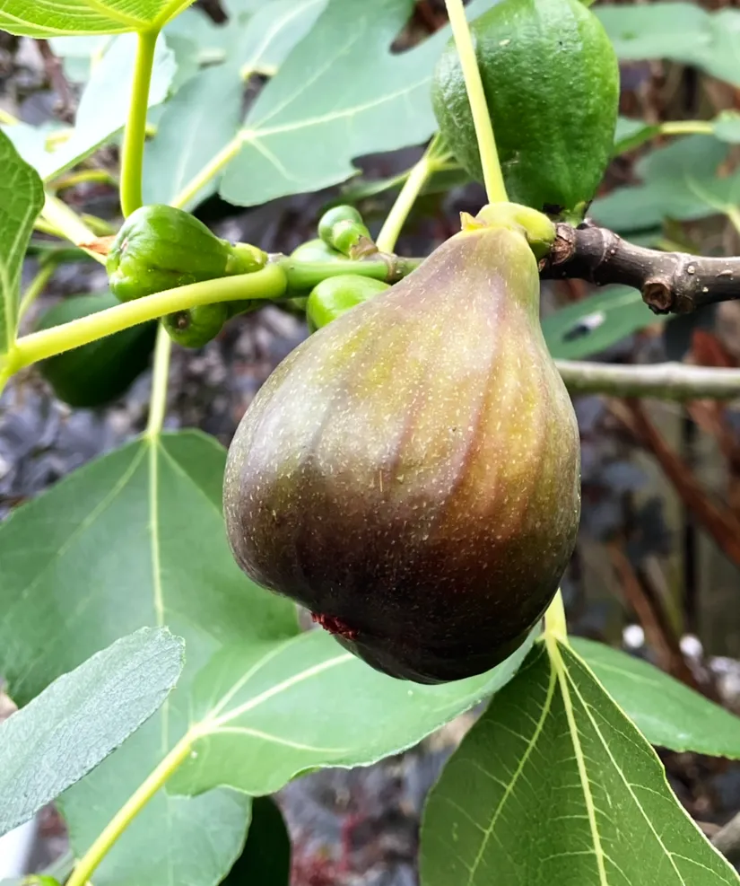 Villa, Gullkragegatan 24, Tygelsjö, Malmö