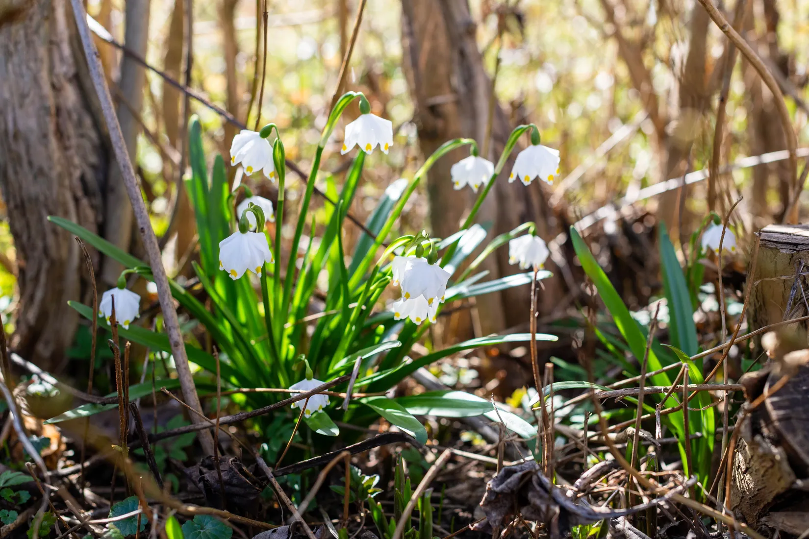 Villa, Poppelgatan 6, Lundby, Mjölby