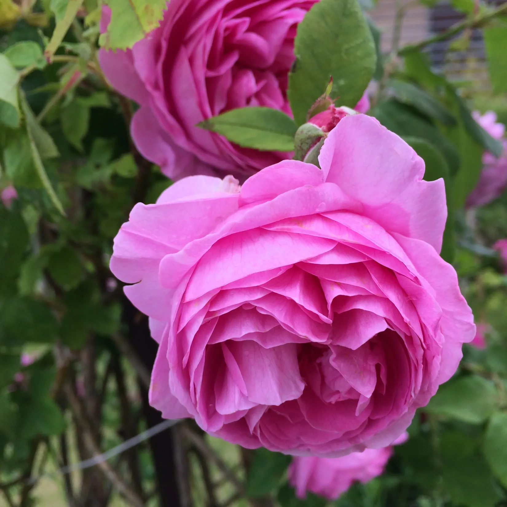 Villa, Ljustret 12, Sigtuna - Björkbacka, Sigtuna