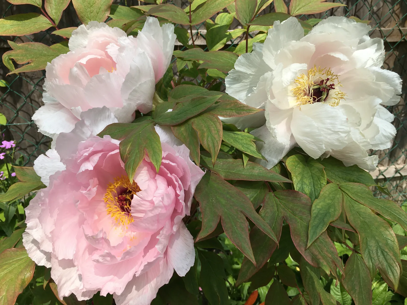 Villa, Ljustret 12, Sigtuna - Björkbacka, Sigtuna