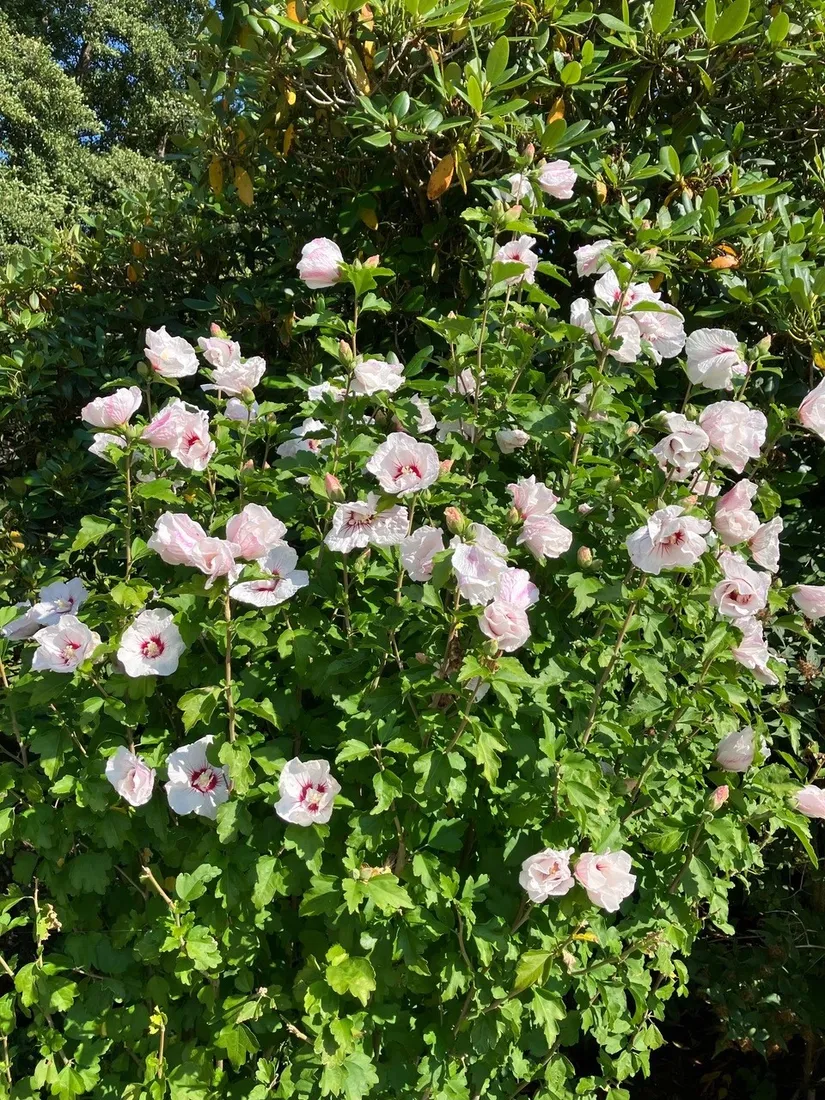 Villa, Boarpsvägen 48, Hjärnarp, Ängelholm