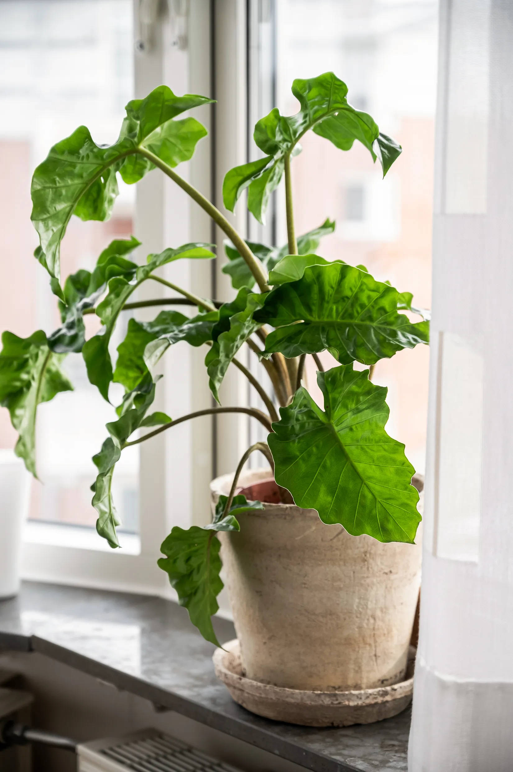 Bostadsrätt, Margaretavägen 3E, Lund - Centrum, Lund