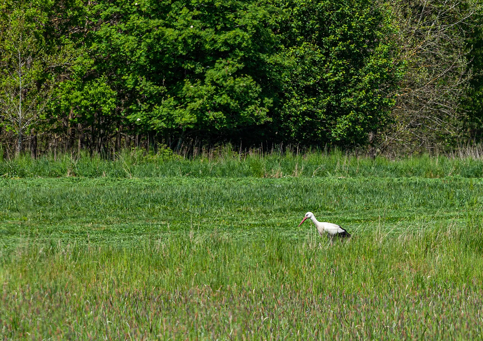 Villa, Ågeäng 3, Karups Nygård, Sjöbo