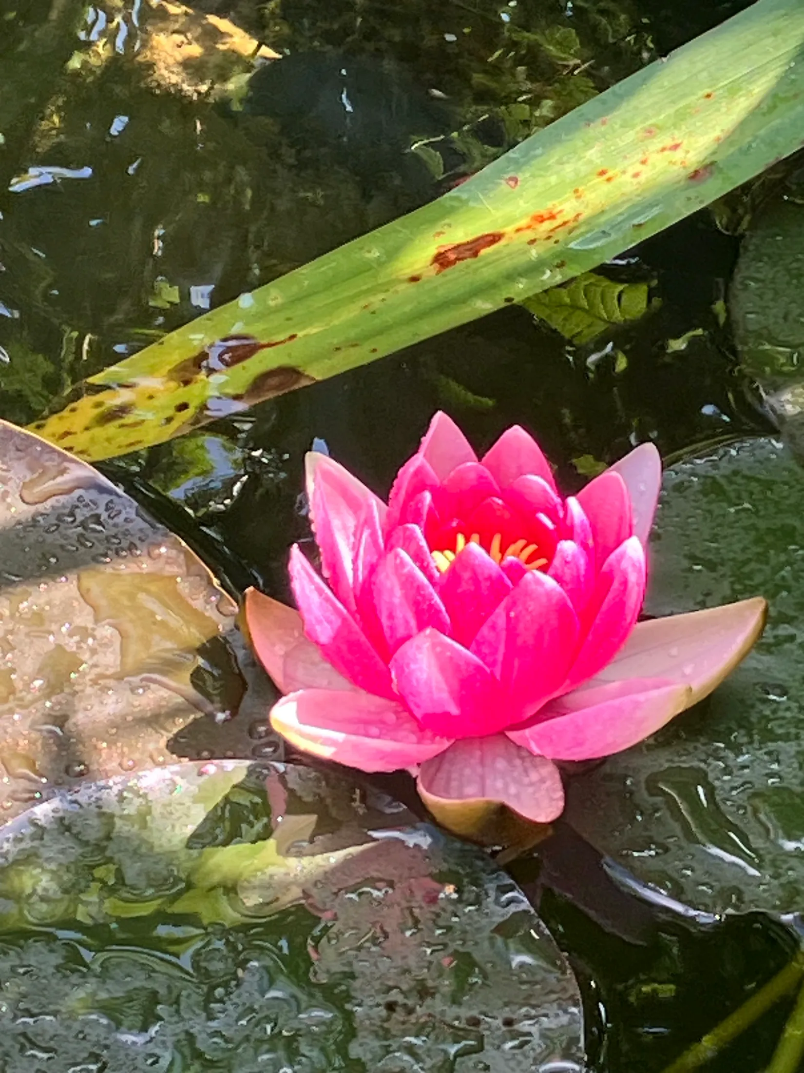 Villa, Ågeäng 3, Karups Nygård, Sjöbo