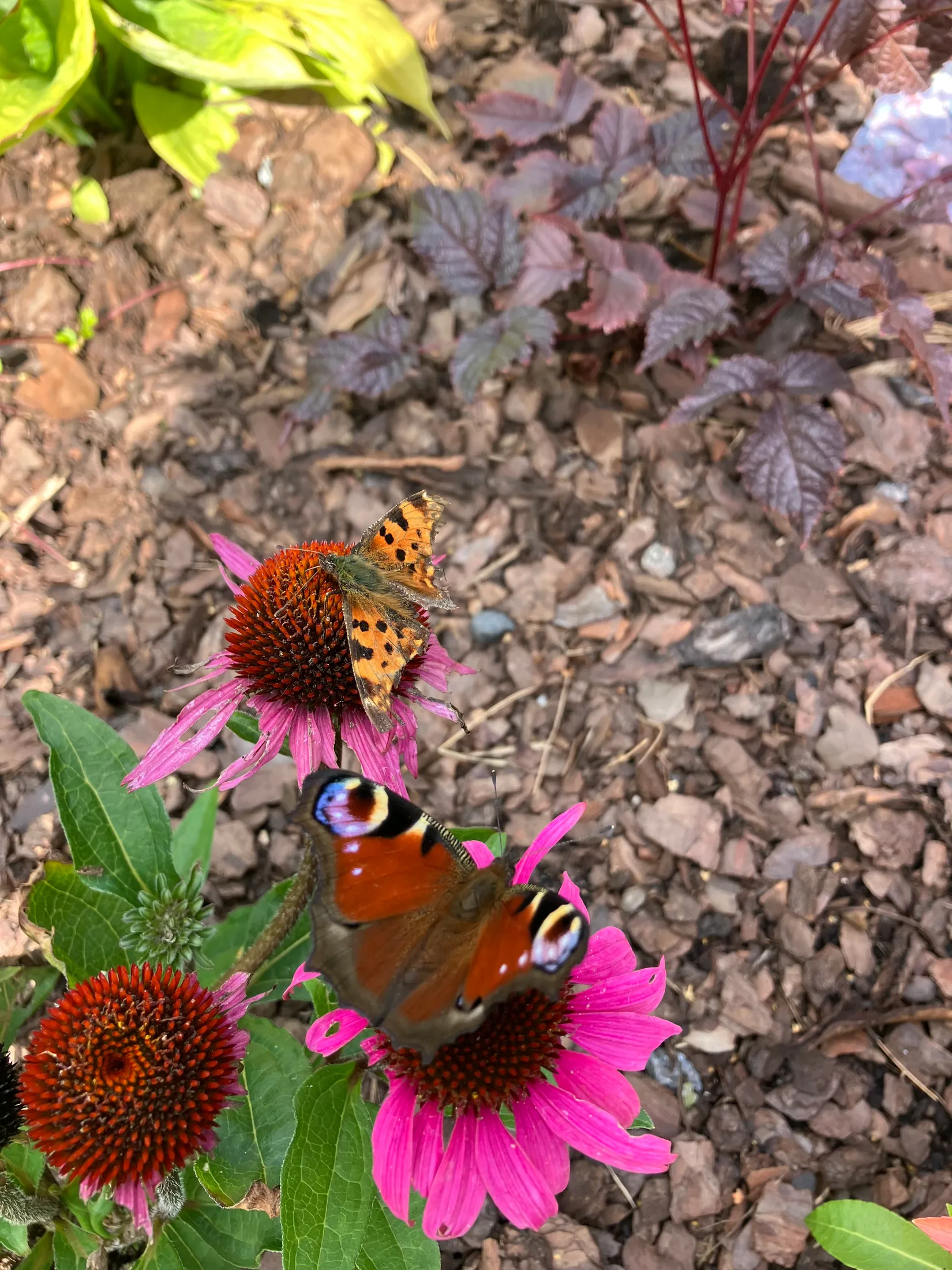 Villa, Ågeäng 3, Karups Nygård, Sjöbo