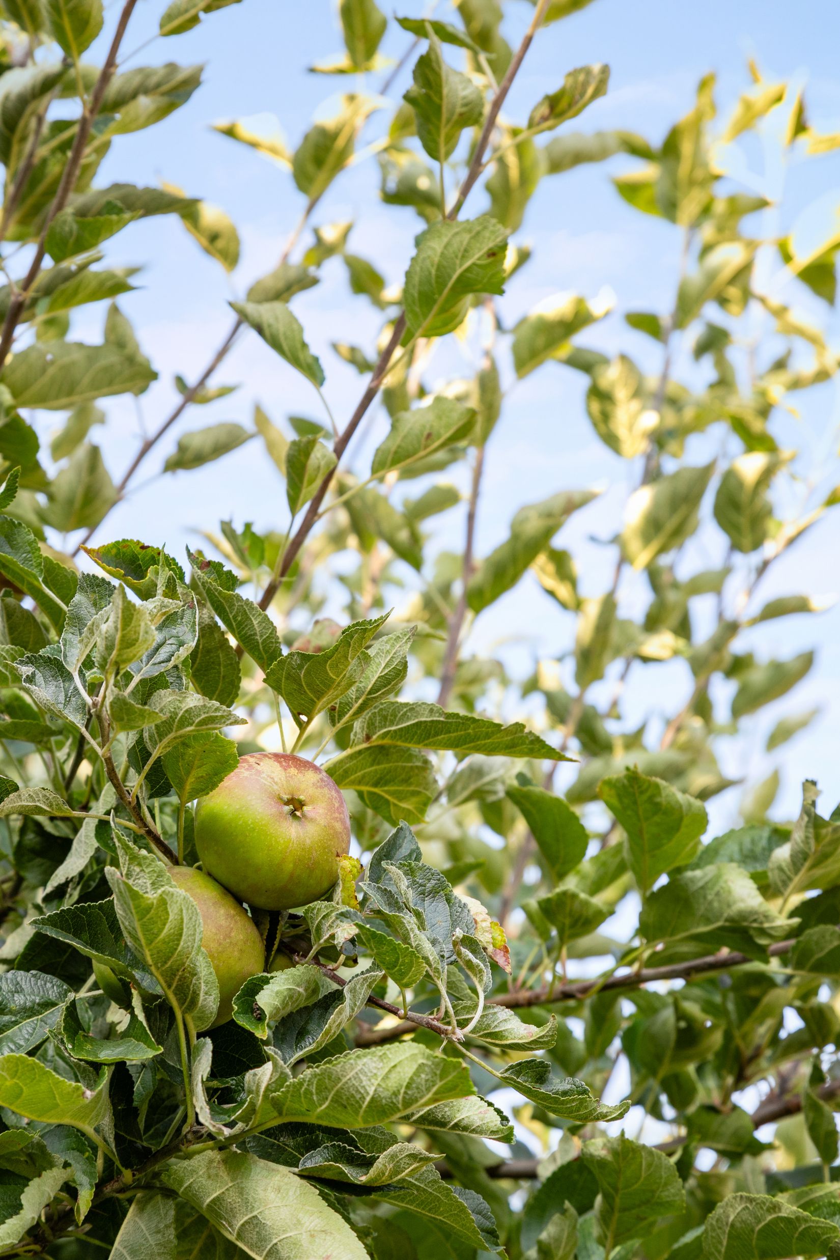 Villa, Norlings väg 3, Rolfstorp, Varberg