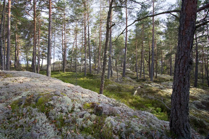 Villa, Gård/Skog, Grop Kullborg 2, Västervik