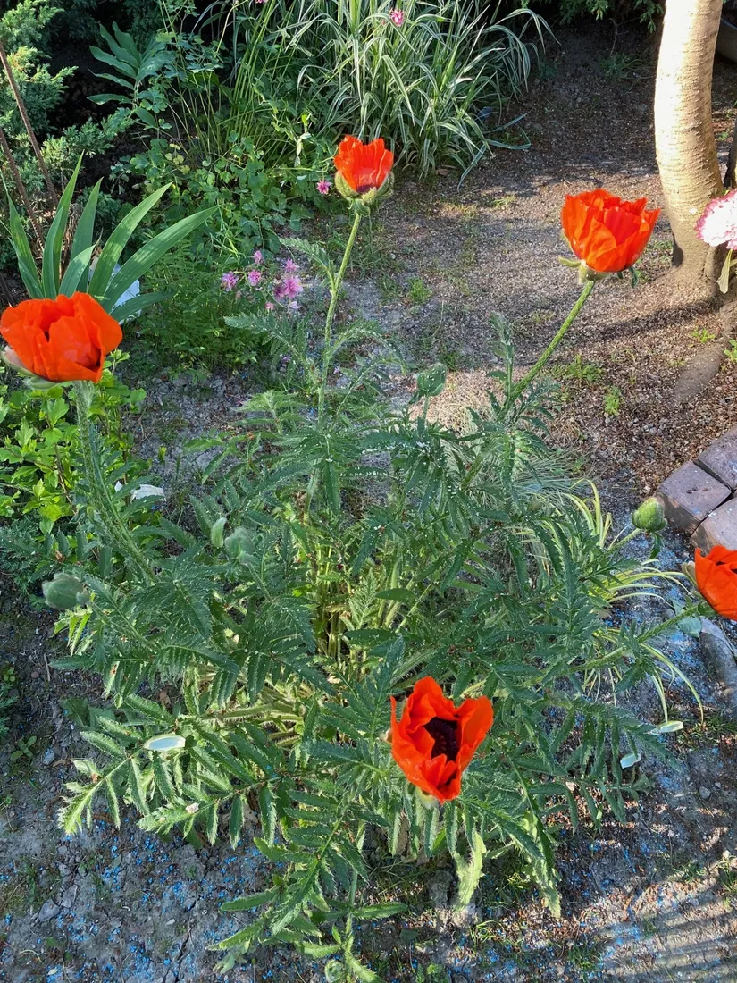 Villa, Marsjövägen 28, Kungshagen, Strängnäs