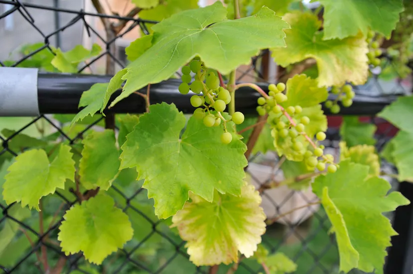 Radhus, Växthusgränd 23, Marieberg, Nyköping