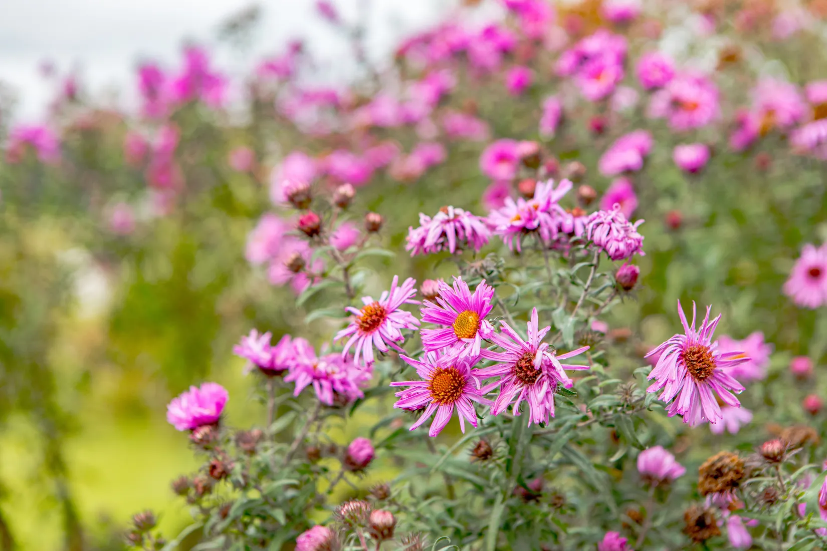 Villa, Radhus, Hagvägen 3, Getinge, Halmstad