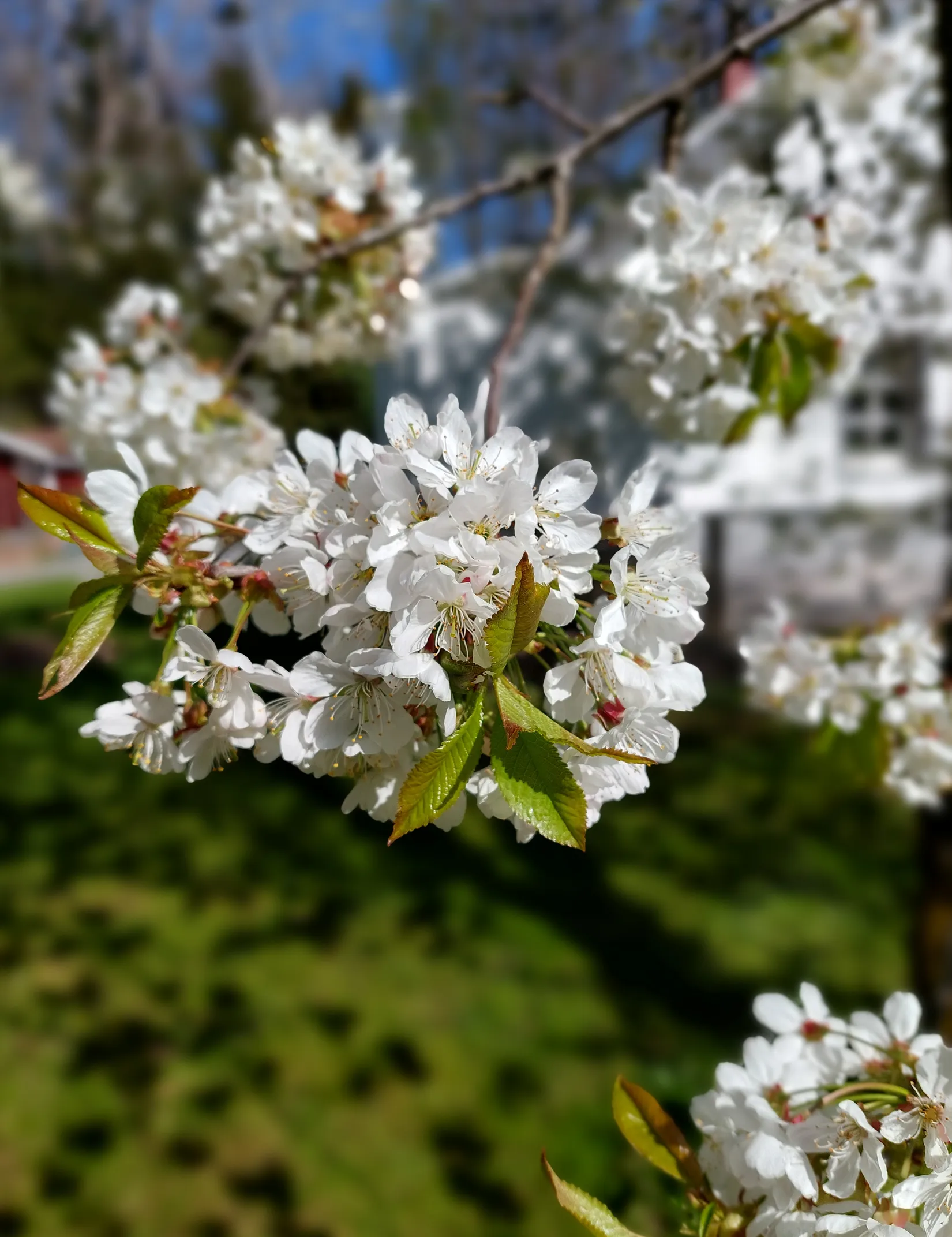 Villa, Gunbovägen 10, Svinninge, Österåker