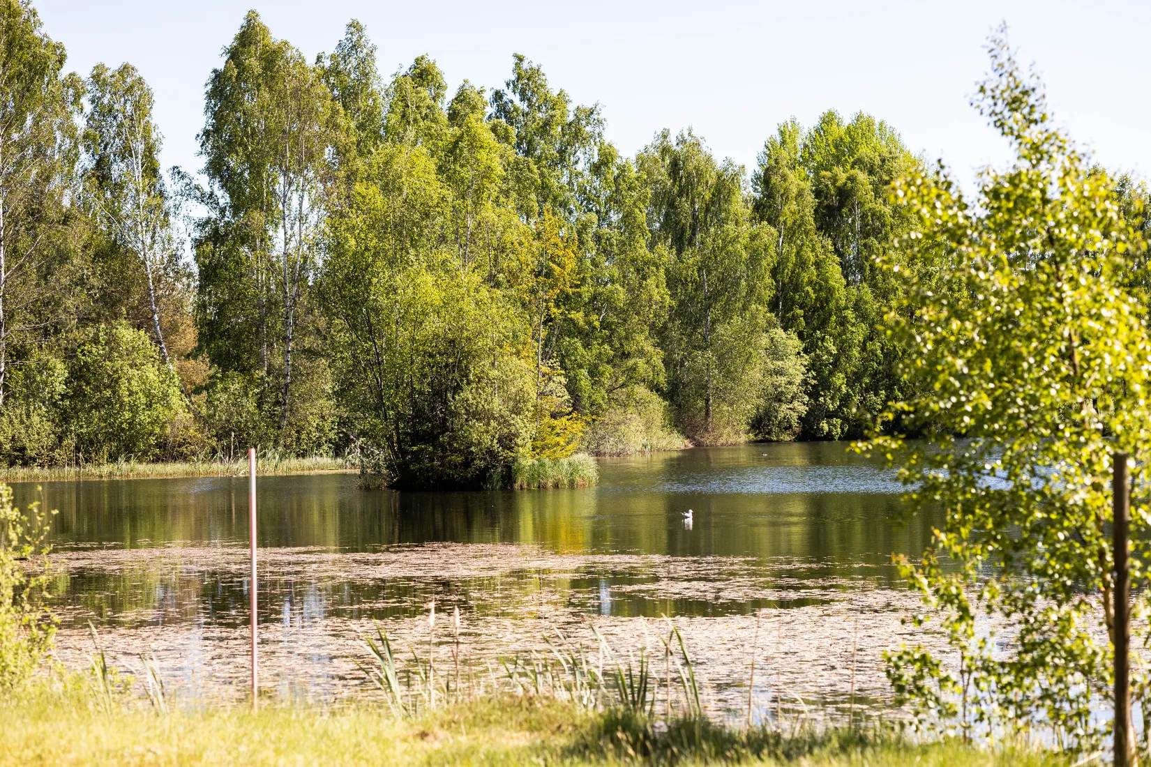 Gård/Skog, Blädinge Boda 1, Blädinge, Alvesta