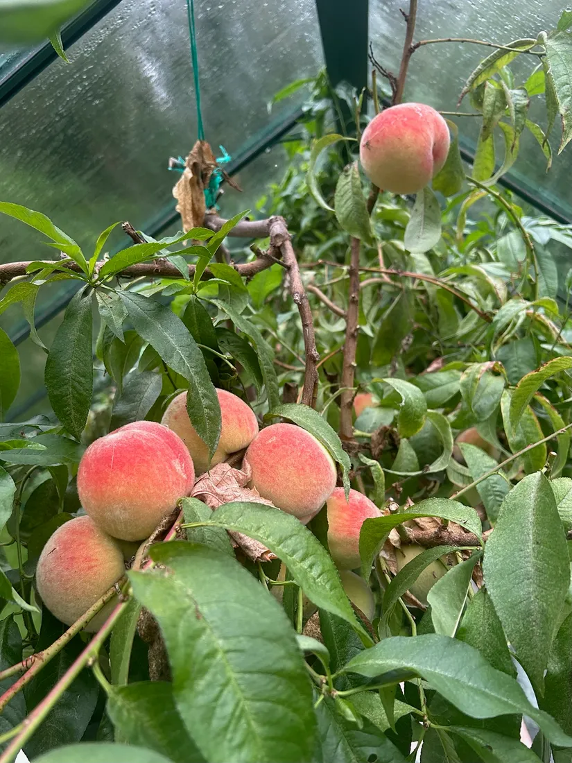 Villa, Prans väg 9, Skräddarbacken, Borlänge