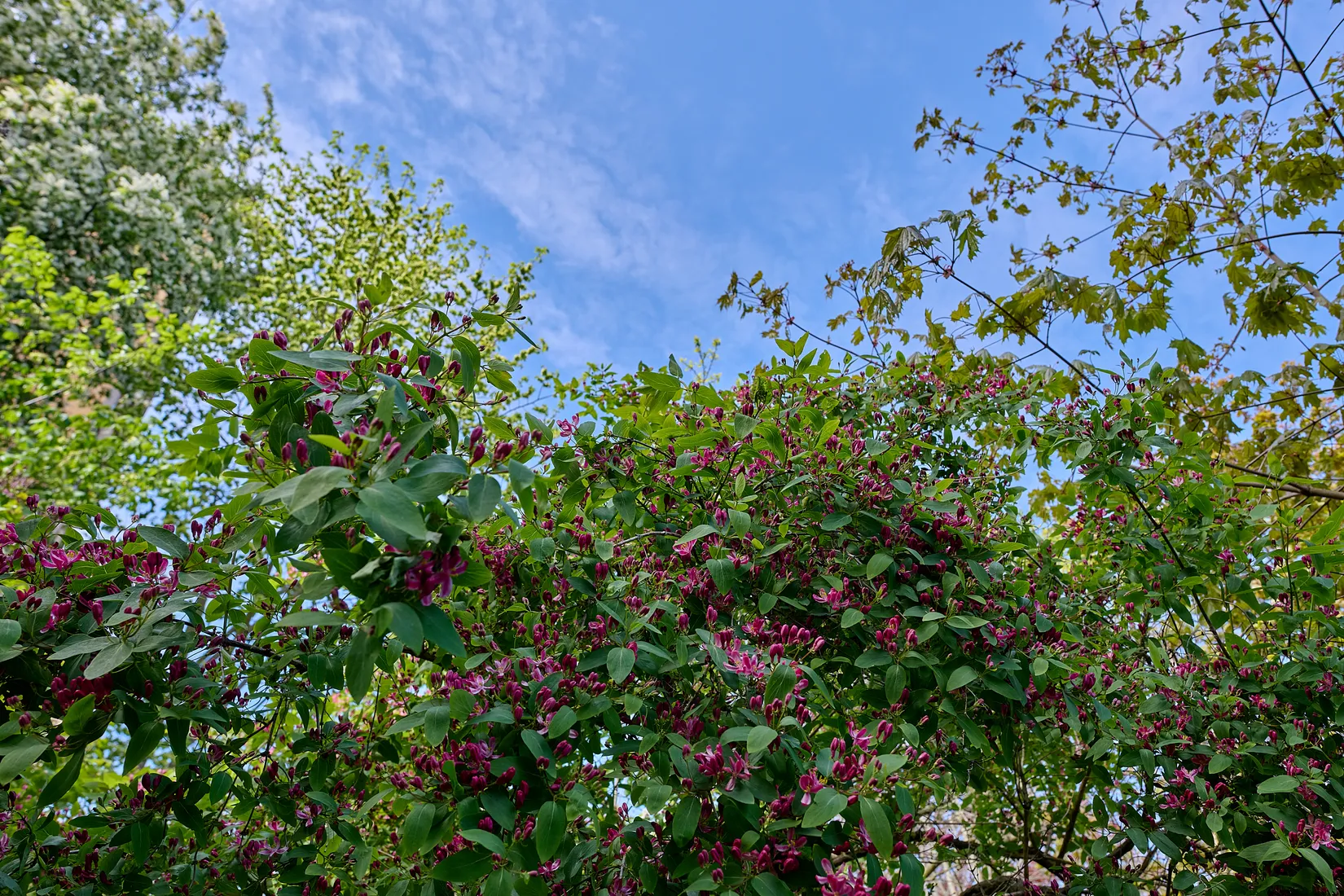 Bostadsrätt, Metargatan 13, Södermalm Sofia, Stockholm