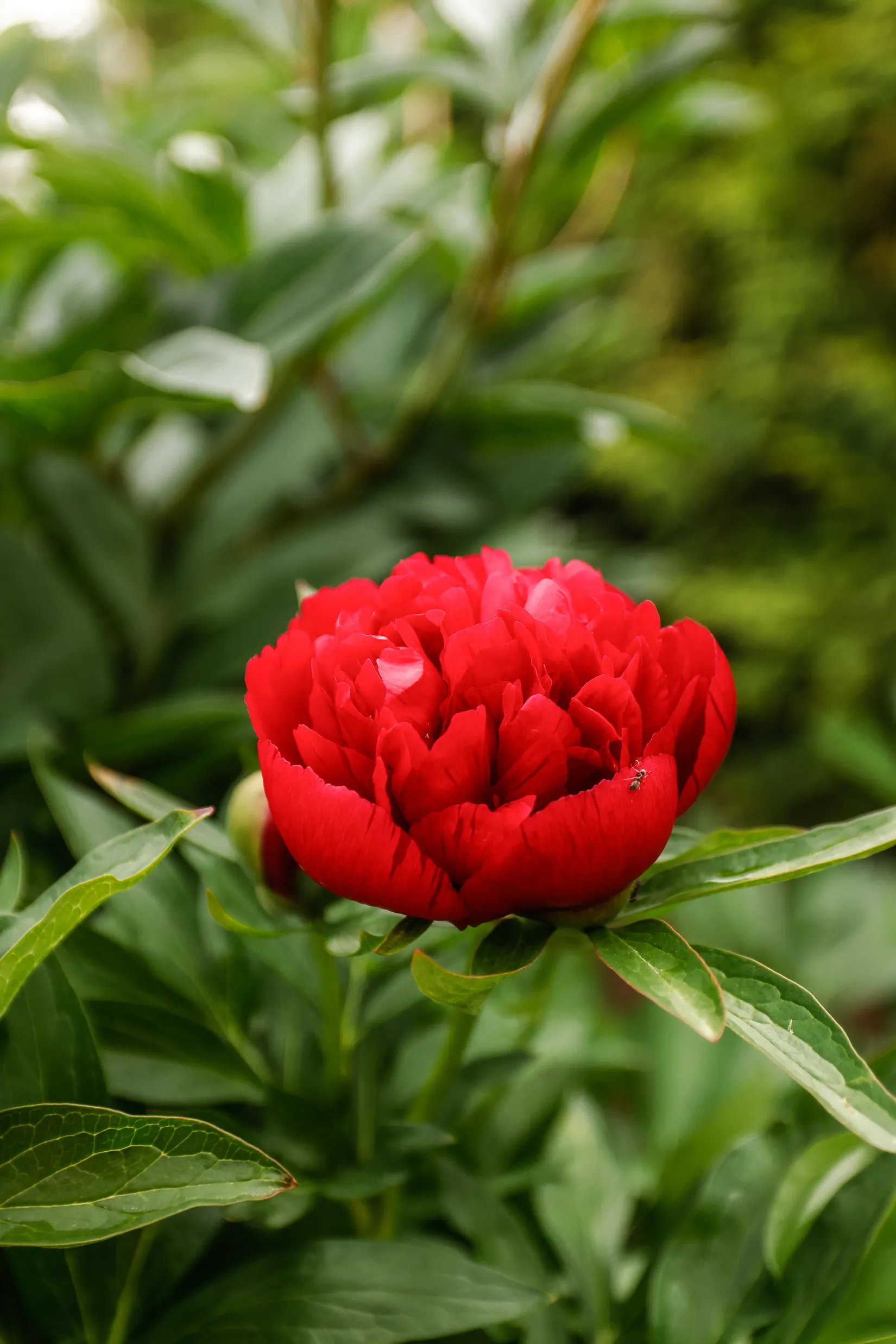 Bostadsrätt, Radhus, Willéngatan 106, Kumlaby, Kumla