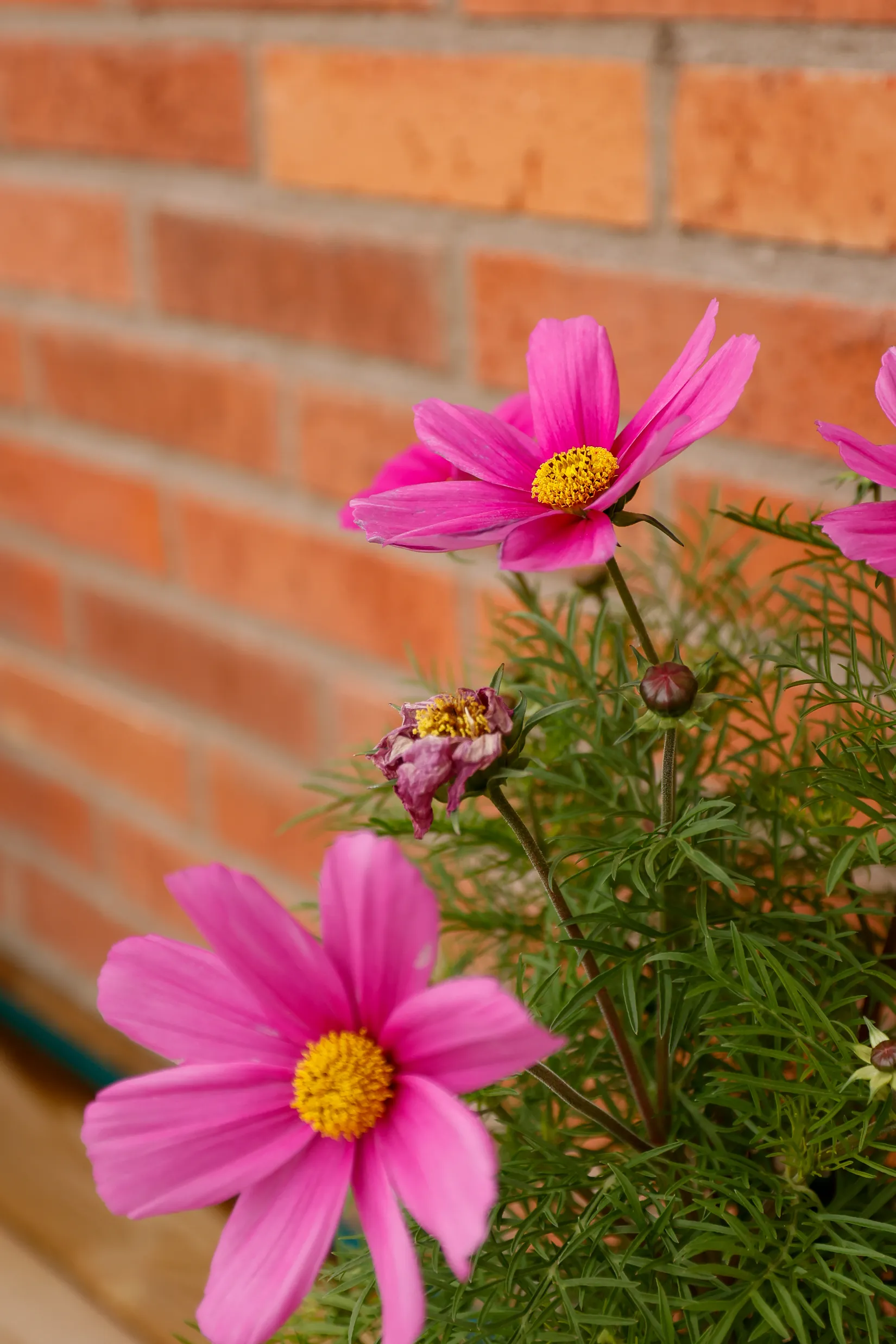 Bostadsrätt, Radhus, Willéngatan 106, Kumlaby, Kumla