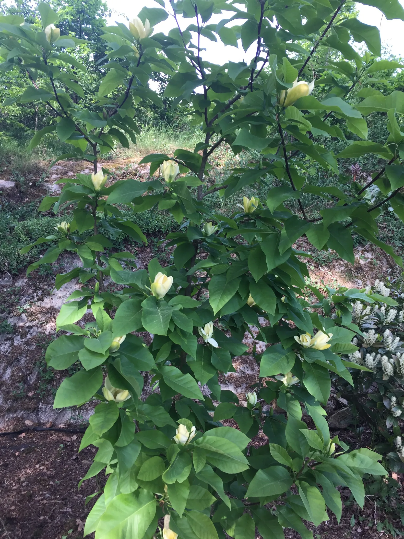 Villa, Sätingevägen 41, Fjärås, Kungsbacka