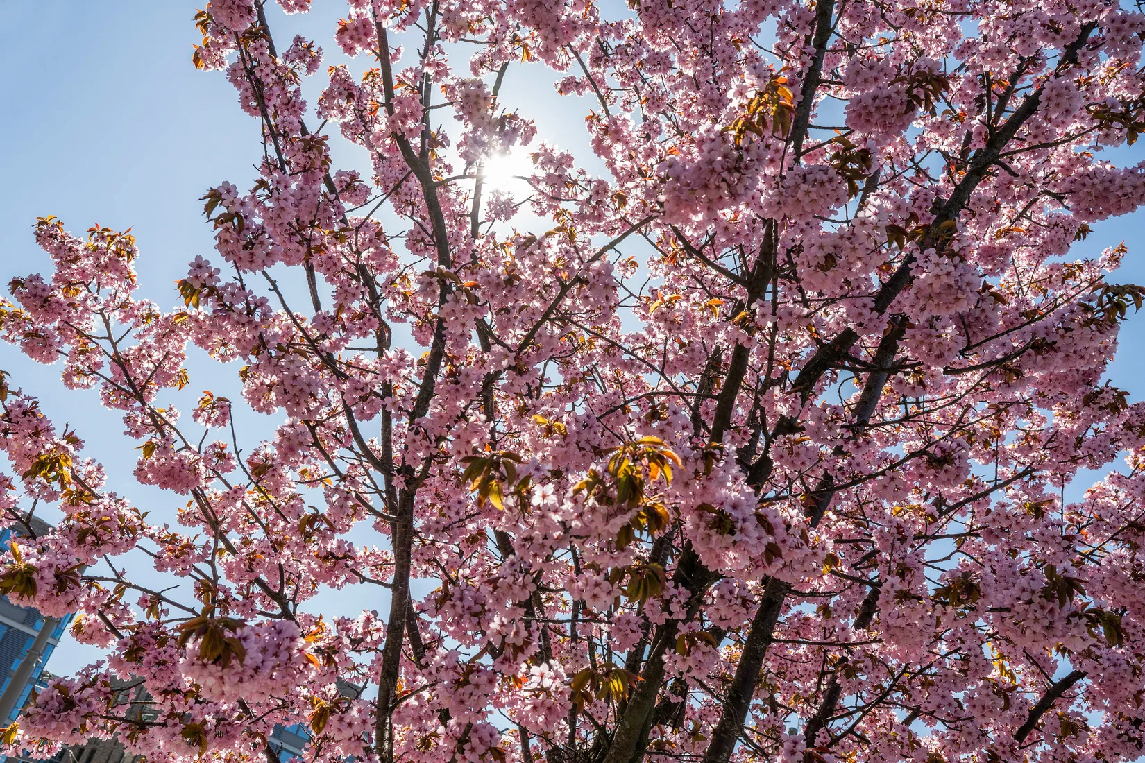 Bostadsrätt, Anders Personsgatan 7, Nya Gårda, Göteborg