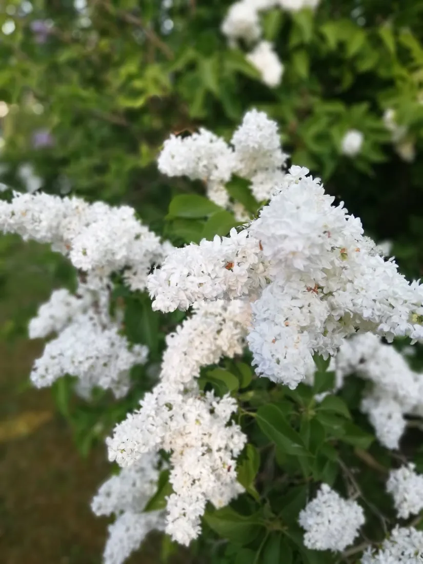 Villa, Mossvägen 24, Norrtälje - Fågelsången, Norrtälje