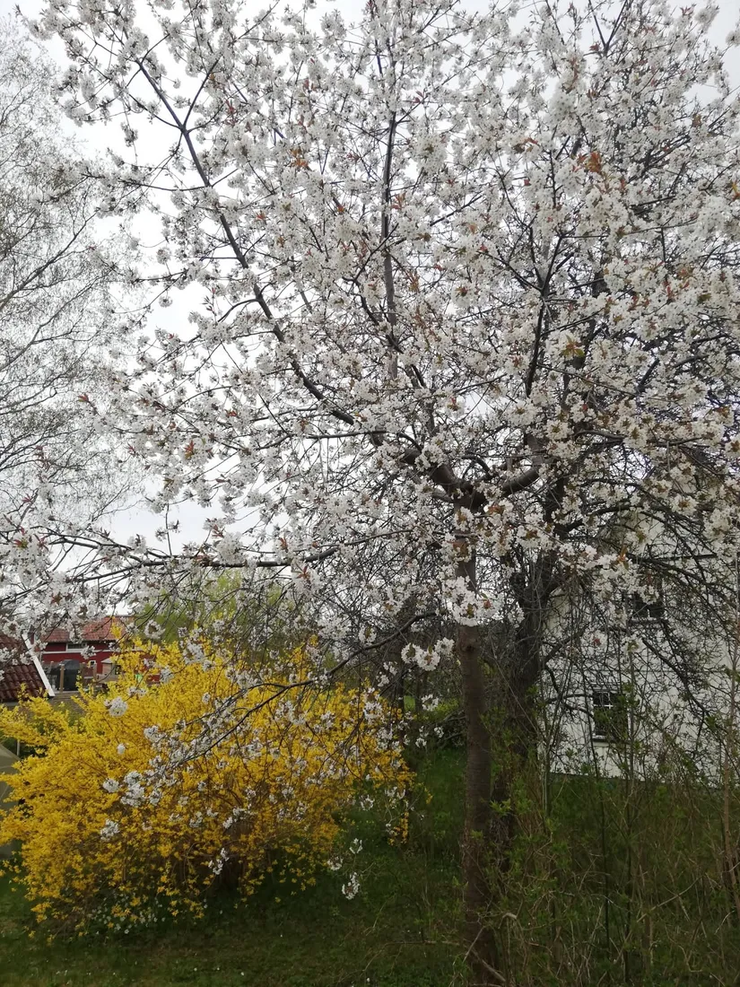 Villa, Mossvägen 24, Norrtälje - Fågelsången, Norrtälje