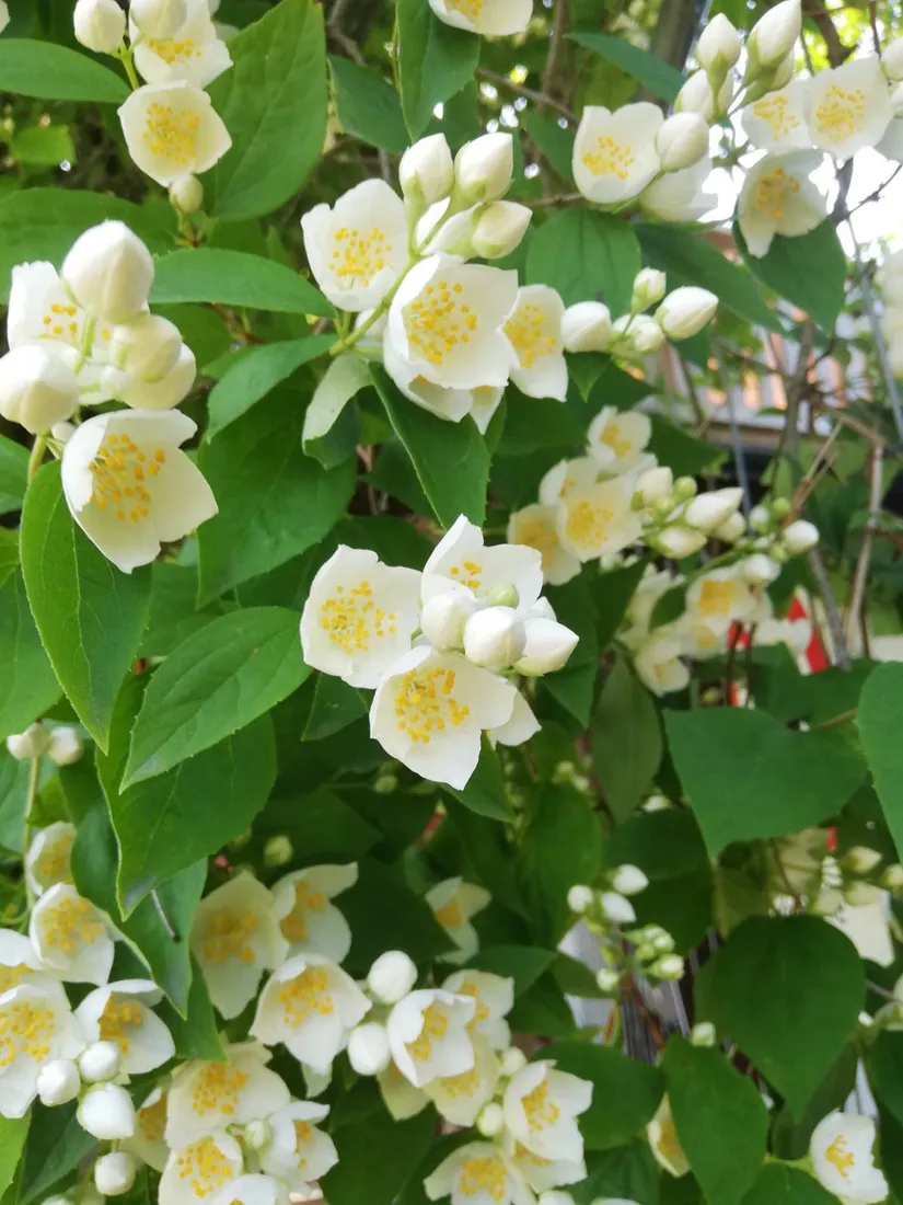 Villa, Mossvägen 24, Norrtälje - Fågelsången, Norrtälje