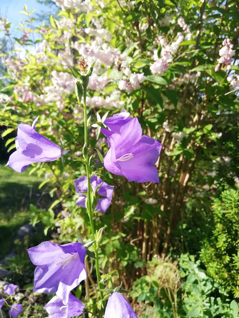 Villa, Mossvägen 24, Norrtälje - Fågelsången, Norrtälje