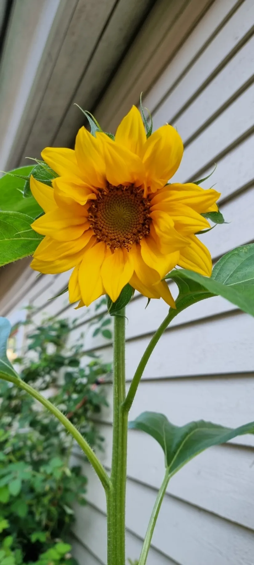 Villa, Agnetorp Granbolet 7, Tidaholm