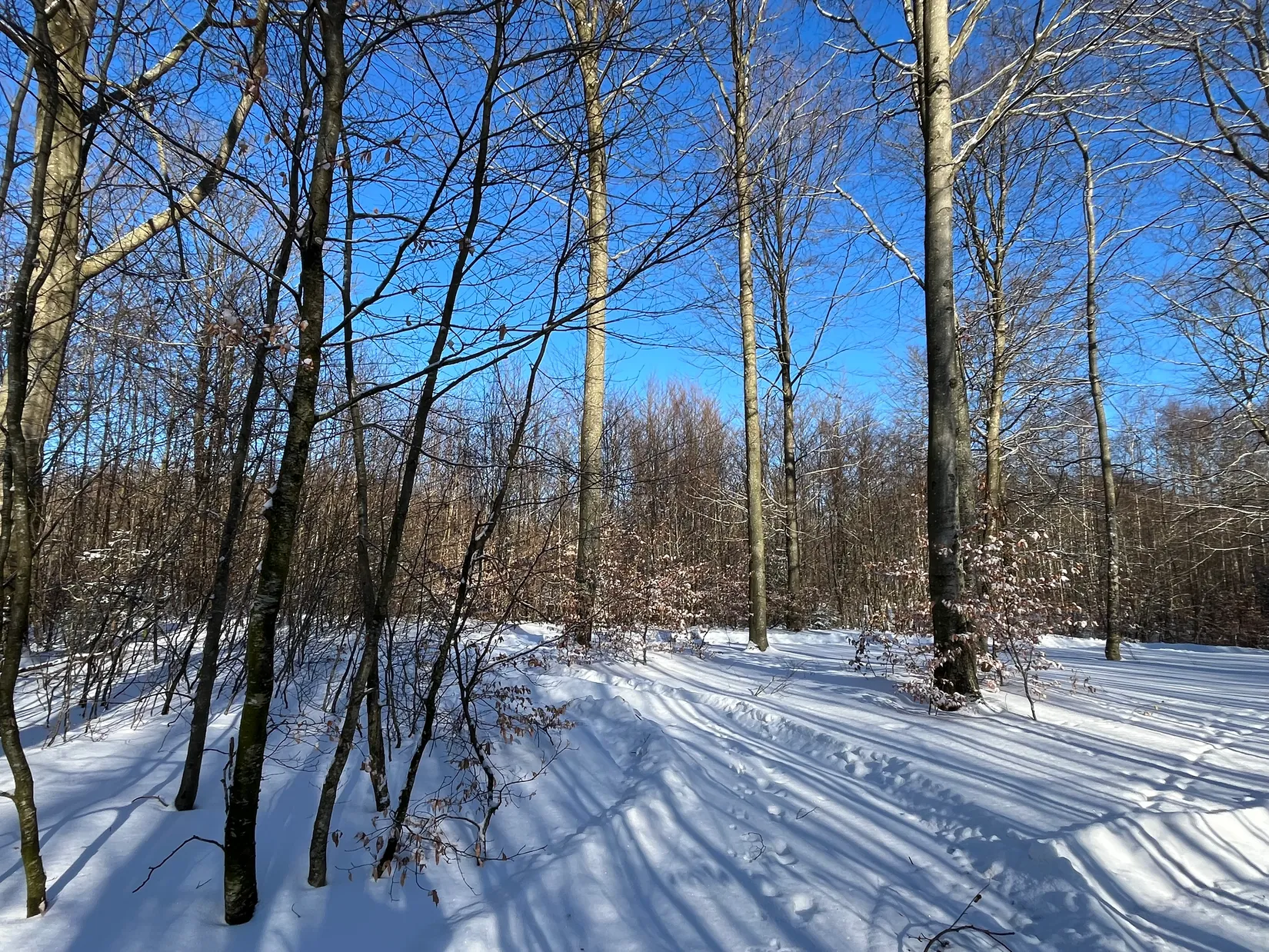 Gård/Skog, Älmhult 2:14, Svensköp, Hörby